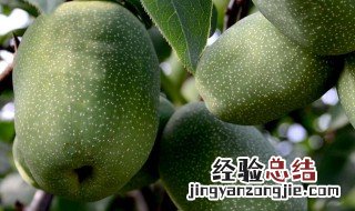 野木瓜怎么吃 野木瓜怎么吃最好