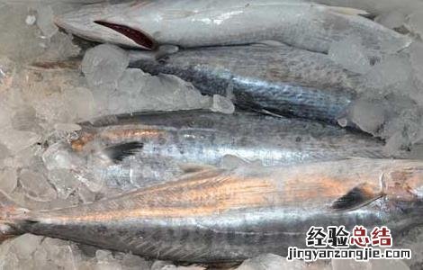 鲅鱼是深海鱼吗 鲅鱼是深海鱼吗能人工养殖吗