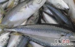 鲅鱼是深海鱼吗 鲅鱼是深海鱼吗能人工养殖吗