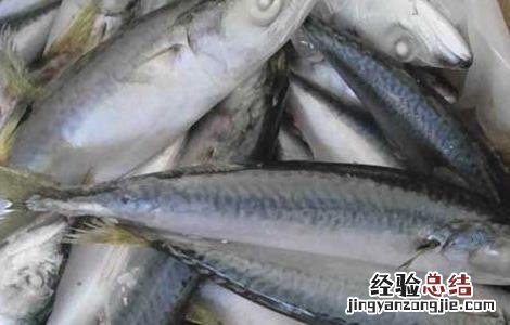 鲅鱼是深海鱼吗 鲅鱼是深海鱼吗能人工养殖吗