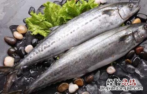 鲅鱼是深海鱼吗 鲅鱼是深海鱼吗能人工养殖吗