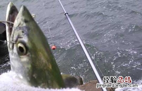 鲅鱼是深海鱼吗 鲅鱼是深海鱼吗能人工养殖吗