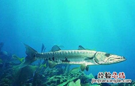 带鱼能人工养殖吗 带鱼能人工养殖吗有毒吗