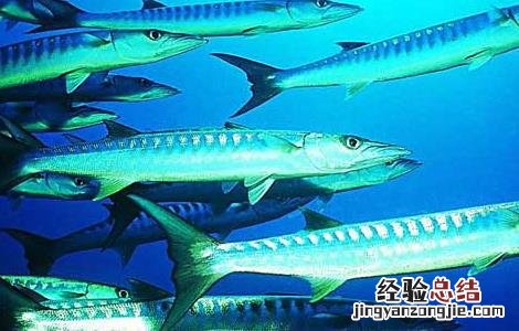 带鱼能人工养殖吗 带鱼能人工养殖吗有毒吗