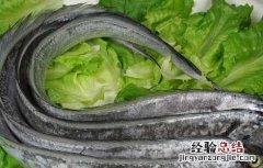 带鱼能人工养殖吗 带鱼能人工养殖吗有毒吗