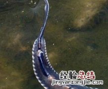 鲟鱼的功效与作用 鲟鱼的功效与作用禁忌