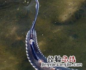 鲟鱼的功效与作用 鲟鱼的功效与作用禁忌