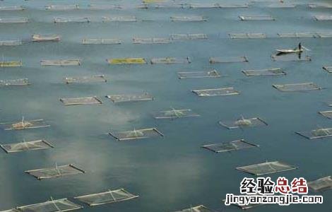 大面积水产养殖如何杀虫防治 大面积水产养殖如何杀虫