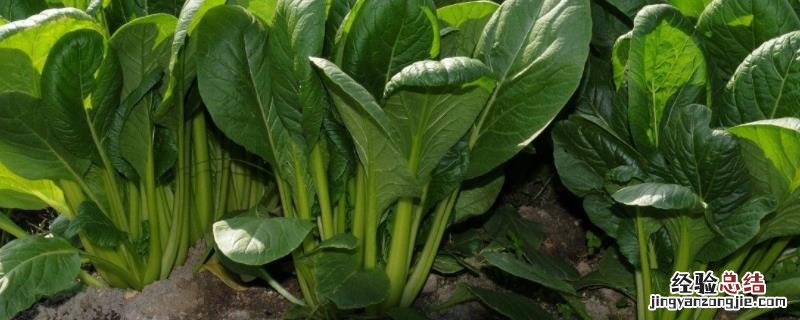 菠菜的生长过程记录,什么肥料使菠菜长得快