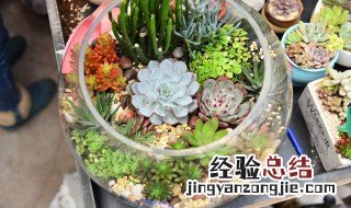 最好养的多肉开花盆栽 最好养的多肉开花盆栽是什么