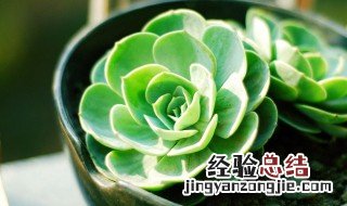 温度对花卉有哪些影响 温度对花卉起什么作用