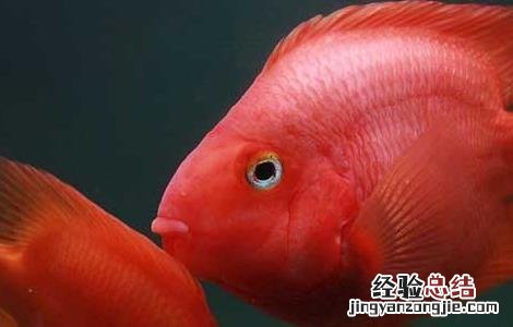 鹦鹉鱼变黑怎么办 鹦鹉鱼变黑能变回来吗