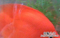 鹦鹉鱼变黑怎么办 鹦鹉鱼变黑能变回来吗