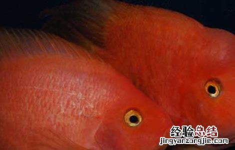 鹦鹉鱼变黑怎么办 鹦鹉鱼变黑能变回来吗
