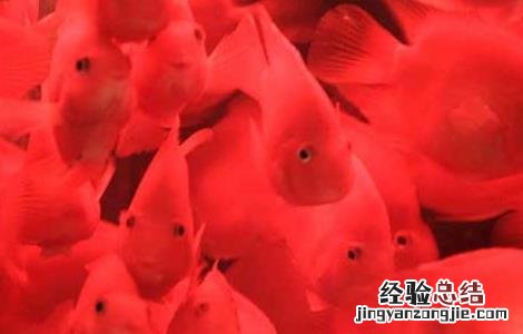 鹦鹉鱼吃什么食物 鹦鹉鱼吃什么食物最好