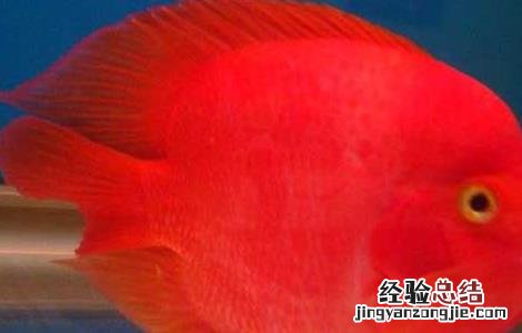 鹦鹉鱼吃什么食物 鹦鹉鱼吃什么食物最好