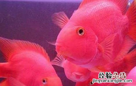 鹦鹉鱼吃什么食物 鹦鹉鱼吃什么食物最好