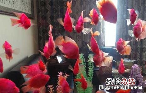 鹦鹉鱼变白怎么办 鹦鹉鱼为什么会变白 鹦鹉鱼变白怎么办