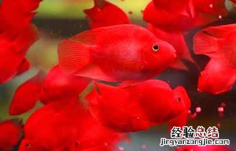 鹦鹉鱼变白怎么办 鹦鹉鱼为什么会变白 鹦鹉鱼变白怎么办