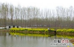 鱼塘消毒用什么药 鱼塘消毒的常用药剂有哪些