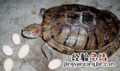 乌龟蛋怎么孵化 乌龟蛋怎么孵化小乌龟视频