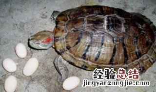 乌龟蛋怎么孵化 乌龟蛋怎么孵化小乌龟视频