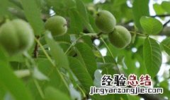 青皮核桃的保存方法 青核桃保存方法