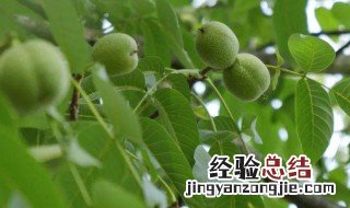 青皮核桃的保存方法 青核桃保存方法