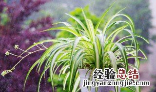 家里能养吊兰吗吉利吗 家里能养吊兰吗