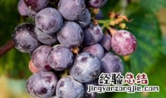 葡萄拉穗用什么药水最好 葡萄拉穗用什么药