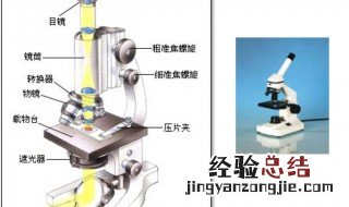 显微镜的正确使用方法 如何正确使用显微镜