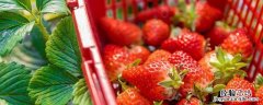 小苏打可以用来洗草莓吗 草莓可以用小苏打洗吗