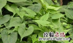 夜交藤的功效与作用及禁忌 夜交藤的功效是什么