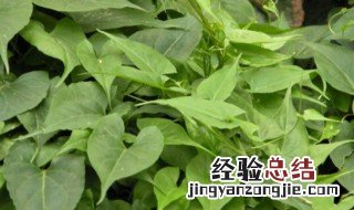 夜交藤的功效与作用及禁忌 夜交藤的功效是什么