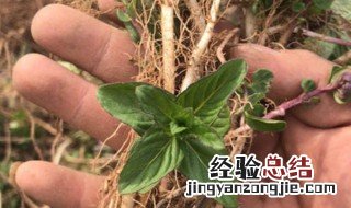 薄荷根的功效与作用 薄荷根的功效是什么