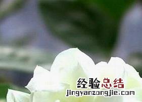 茉莉花泡水喝的功效与作用 蒲公英玫瑰花茉莉花泡水喝的功效与作用