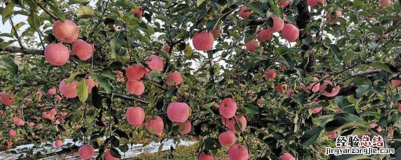 苹果树秋季施肥最佳时间，施什么肥好？施肥后浇水好吗