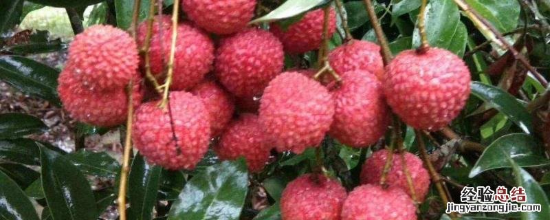 桂味荔枝环割最佳时间，怎样管理才可年年挂果