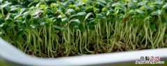 芽菜种植技术设备，附芽菜种植方法 芽菜种植技术资料