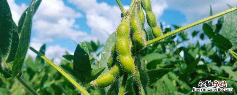 黄豆开花用什么药能高产，种一亩纯利润多少