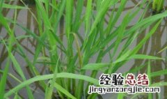 水稻缺氮症状 缺氮表现有哪些