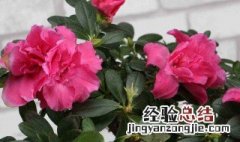 杜鹃花的作用和功效 杜鹃花的功效与作用及食用方法