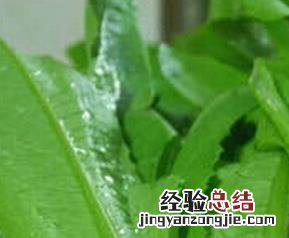 莴笋叶子能吃吗 紫色的莴笋叶子能吃吗