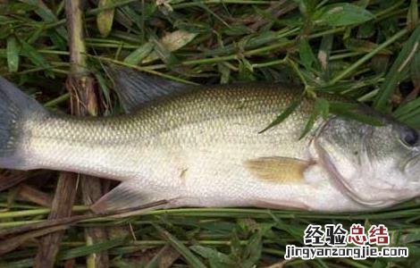 鲈鱼养殖技术