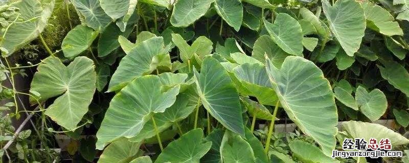怎样知道芋头可以挖了，附芋头的种植技术
