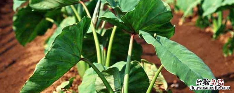 芋头高产栽培技术，种植多久可以收获