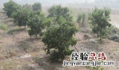 生石灰对柑桔树有什么作用 生石灰对柑橘树有什么作用