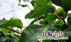 梨树叶子发黄怎么回事啊 梨树叶子发黄怎么回事