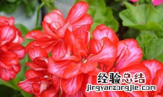 天竺葵叶子能喷水吗 天竺葵叶子能喷水吗怎么喷