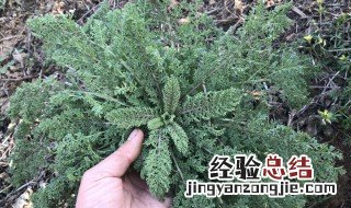 麦蒿几月开花 麦蒿什么时候打好